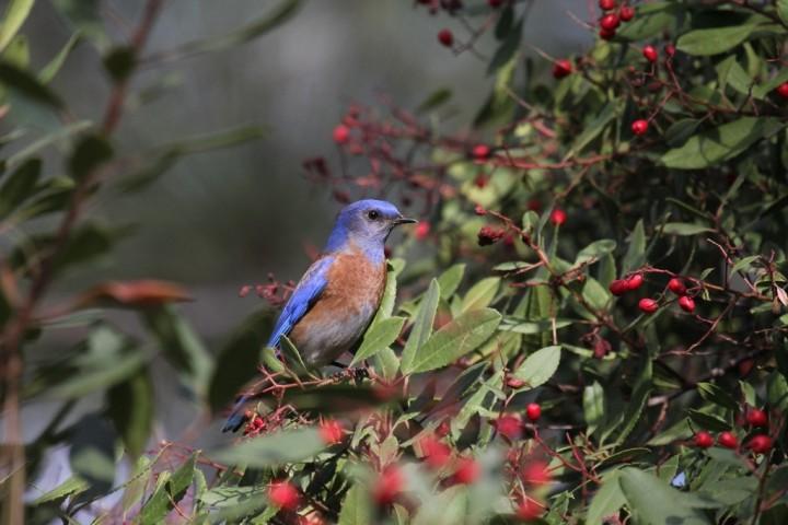 A Western Bluebird (Sialia mexicana), 